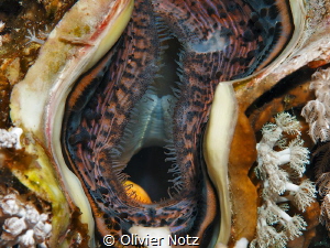 Inside a giant clam by Olivier Notz 